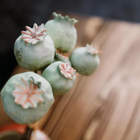 Morisi Avlu Alaçatı